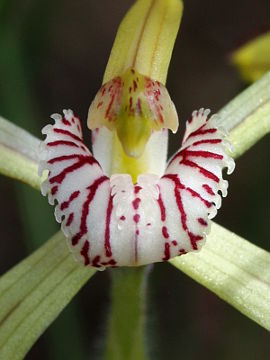 Caladenia elegans