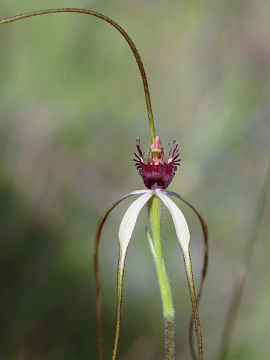Caladenia excelsa Caladenia excelsa