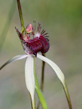Caladenia excelsa Caladenia excelsa