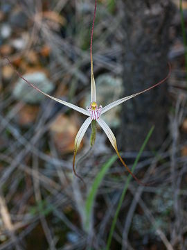 Caladenia exilis