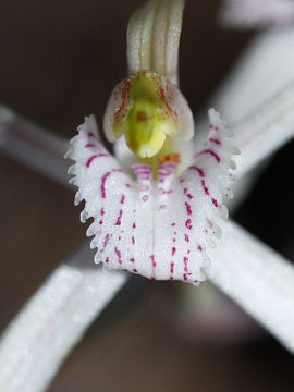 Caladenia exilis