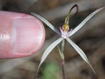 Caladenia exilis