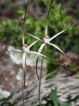 Caladenia exilis