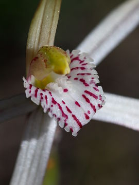 Caladenia exilis