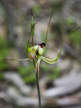 Caladenia falcata
