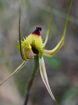 Caladenia falcata