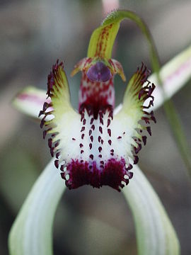 Caladenia falcata × Caladenia longicauda
