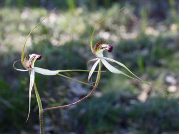 Caladenia falcata × Caladenia longicauda