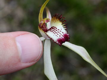 Caladenia falcata × Caladenia longicauda