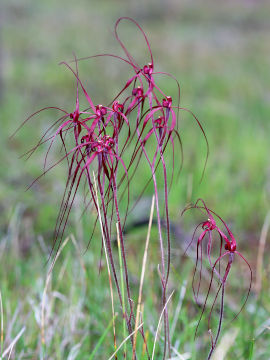 Caladenia filifera