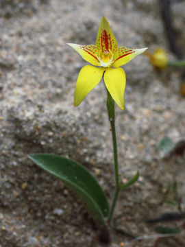 Caladenia flava