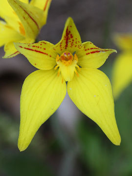 Caladenia flava