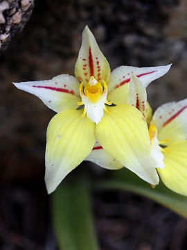 Caladenia flava