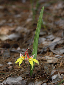 Caladenia flava