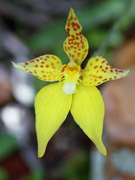 Caladenia flava