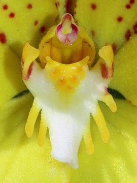Caladenia flava