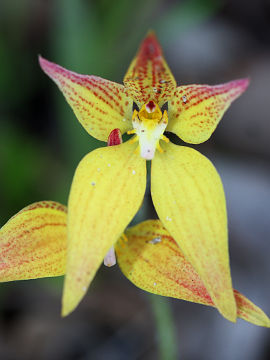 Caladenia flava × Caladenia latifolia