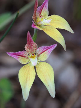 Caladenia flava × Caladenia latifolia