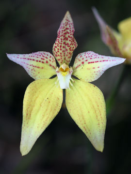 Caladenia flava × Caladenia latifolia