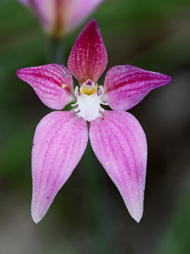 Caladenia flava × Caladenia latifolia