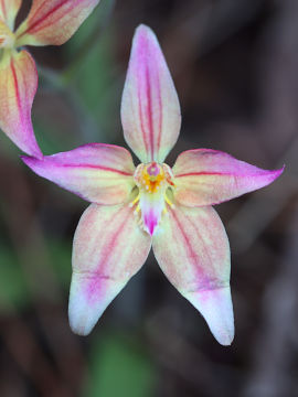 Caladenia flava × Caladenia reptans
