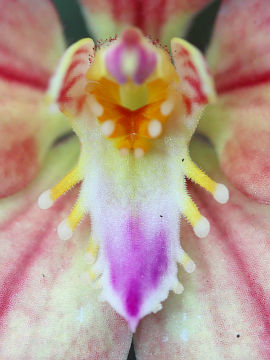 Caladenia flava × Caladenia reptans