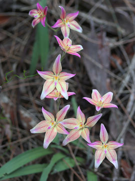 Caladenia flava × Caladenia reptans