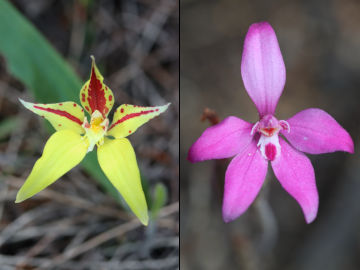 Caladenia flava × Caladenia reptans