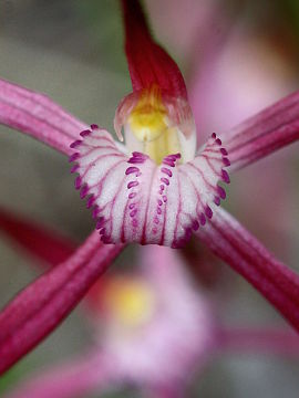 Caladenia footeana