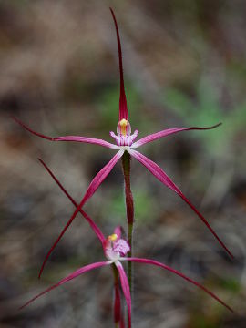 Caladenia footeana