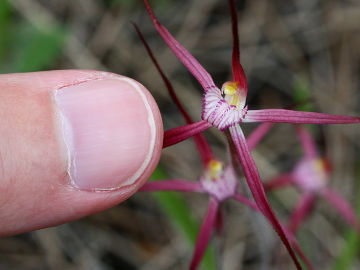 Caladenia footeana