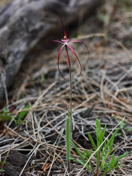 Caladenia footeana
