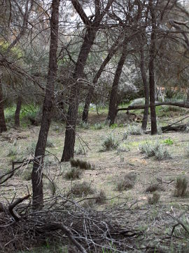 Caladenia footeana