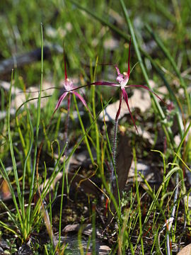 Caladenia footeana