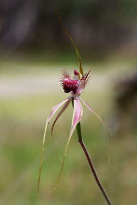Caladenia georgei