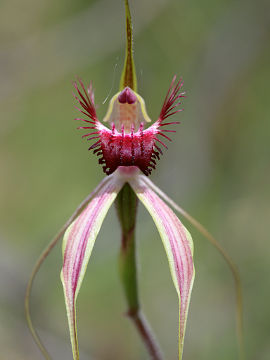 Caladenia georgei