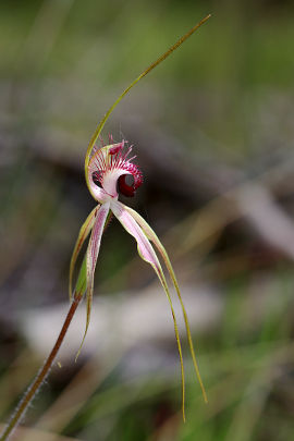 Caladenia georgei
