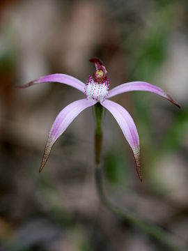 Caladenia hirta
