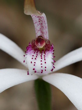 Caladenia hirta