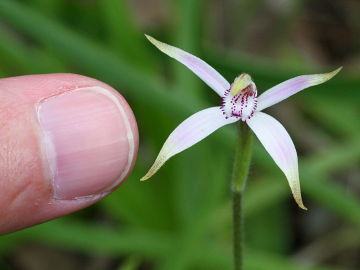 Caladenia hirta