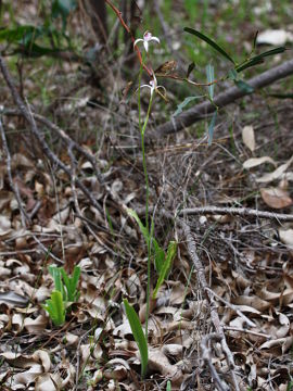 Caladenia hirta