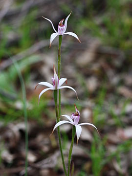Caladenia hirta