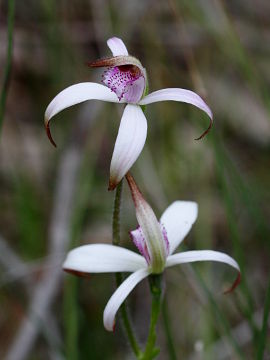 Caladenia hirta