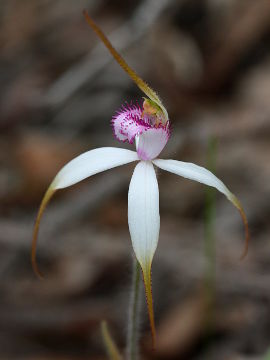 Caladenia × suffusa Caladenia × suffusa