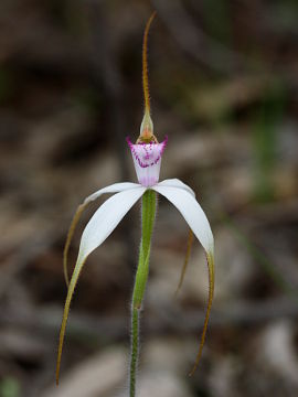 Caladenia × suffusa Caladenia × suffusa