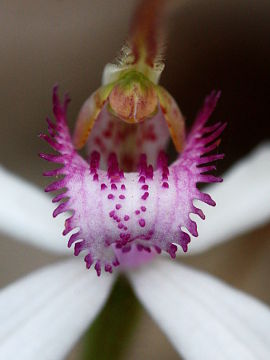 Caladenia × suffusa Caladenia × suffusa