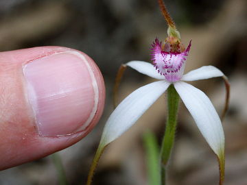 Caladenia × suffusa Caladenia × suffusa