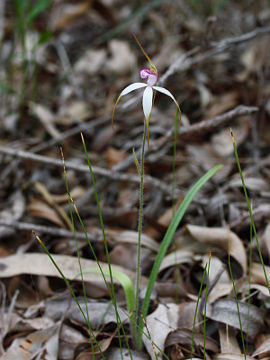 Caladenia × suffusa Caladenia × suffusa