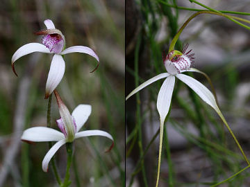 Caladenia × suffusa Caladenia × suffusa