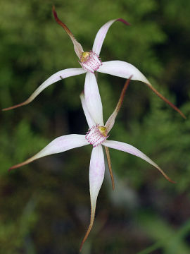 Caladenia × suffusa Caladenia × suffusa